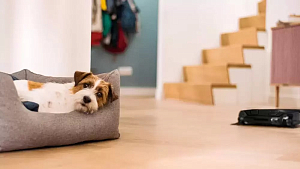 Пылесос Miele Scout RX3 OBSW фото 8